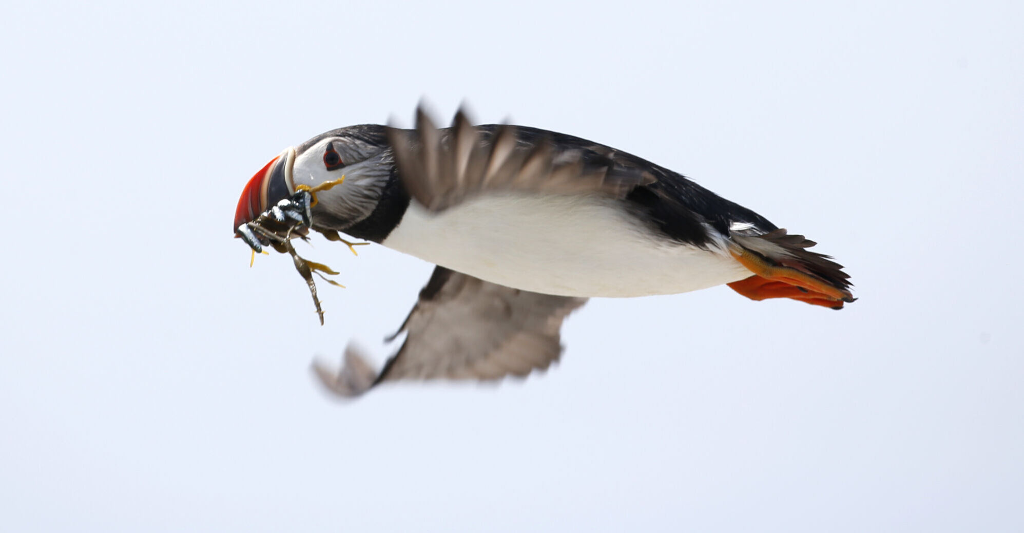 Puffin